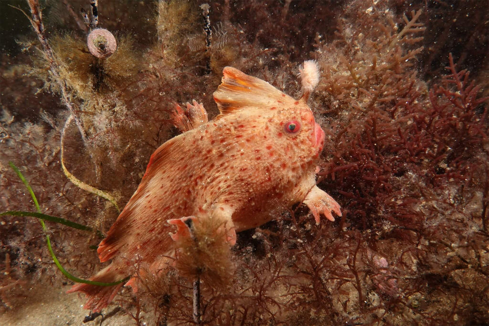 Meet Harriet the Handfish – A Rare, Little Fish